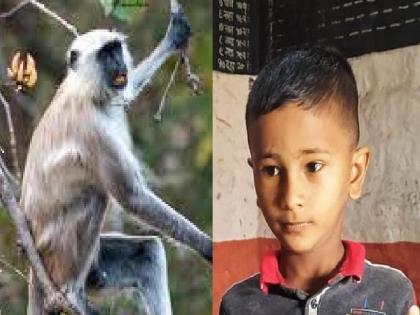 Seven year old boy killed in monkey attack in Hitni Gadhinglaj Kolhapur | Kolhapur: वानराचा हल्ल्यात सात वर्षीय मुलाचा मृत्यू, हिटणी येथील घटना