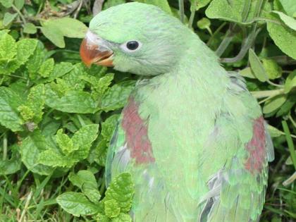 The discovery of parrot chicks cost lives; Eight-year-old boy dies after falling from tree | पोपटाची पिल्ले शोधने जिवावर बेतले; झाडावरून पडून आठ वर्षीय बालकाचा मृत्यू