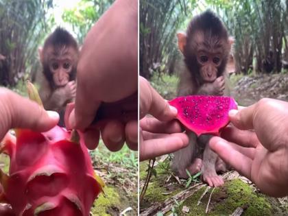 Baby monkey relishing a dragon fruit video has gone viral | VIDEO : माकडाने घेतली ड्रॅगन फ्रूटची टेस्ट, बघा कॅमेरासमोर कशी दिली त्याने प्रतिक्रिया!