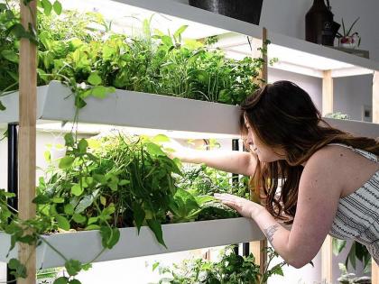 home farming fruits and vegetables will grow on the wall of your house | तुमच्या घराच्या भिंतीवरच पिकतील फळं-भाज्या!