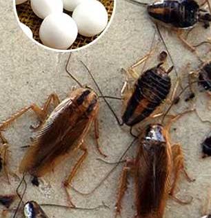 चिमूटभर कापूर- चमचाभर कपडे धुण्याची पावडर, पाहा झुरळं पळवण्याचा जालीम उपाय! घरात एक झुरळ दिसणार नाही..