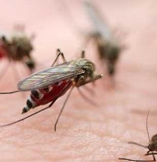 रोज संध्याकाळी करा 'अशी' धुरी, डास - किडे आणि कीटक जातात पळून आणि फक्त वीस मिनिटांत हवा होते शुद्ध