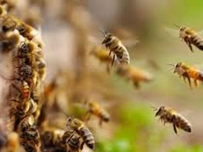 Honey Bee attack on farm laborers in Patur Taluka | शेतात काम करणाऱ्या मजुरांवर मधमाशांचा हल्ला