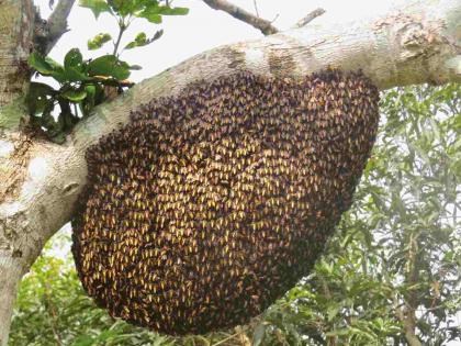 Bees are attracted to 'perfume'; Hives in all caves including Ajanta will be moved to prevent attacks | मधमाशांना ‘परफ्यूम’चे आकर्षण; हल्ले रोखण्यासाठी अजिंठासह सर्व लेण्यांतील पोळे हलवणार Bees are attracted to 'perfume'; Hives in all caves including Ajanta will be moved to prevent attacks | मधमाशांना ‘परफ्यूम’चे आकर्षण; हल्ले रोखण्यासाठी अजिंठासह सर्व लेण्यांतील पोळे हलवणार