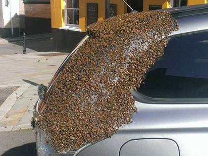 America swarm of bees follows car for 2 days because queen trapped in car | आपल्या 'राणी'ला वाचवण्यासाठी मधमाशांच्या घोळक्याने दोन दिवस केला एका कारचा पाठलाग!