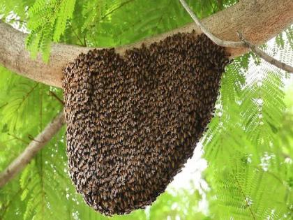 Government's healthy decision; 10 villages in the state will be known as 'honey villages' | शासनाचा आरोग्यदायी निर्णय; राज्यातील १० गावे ‘मधाची गावे’ म्हणून ओळखली जाणार Government's healthy decision; 10 villages in the state will be known as 'honey villages' | शासनाचा आरोग्यदायी निर्णय; राज्यातील १० गावे ‘मधाची गावे’ म्हणून ओळखली जाणार