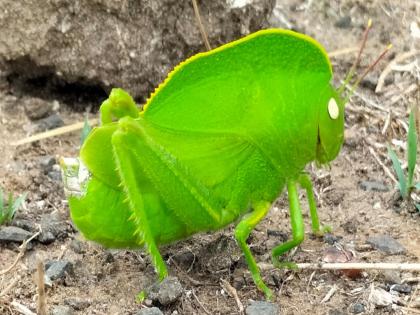 Sighting of Hooded Grasshopper in Satara, still surviving in Sahyadri | साताऱ्यात ‘हुडेड ग्रासहॉपर’चे दर्शन, सह्याद्रीत आजही अस्तित्व टिकवून