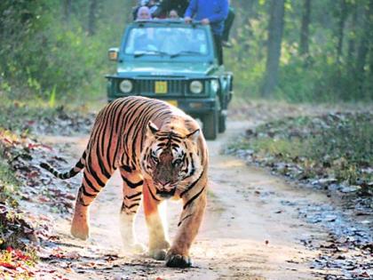 Hope of Tiger Corridor! | ‘टायगर कॉरिडॉर’च्या आशा पल्लवित!