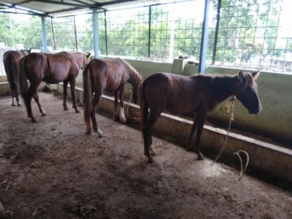 Naxalites were seized in the harrowing of the horses of Waxaad, seized from Abujamad | नक्षलवाद्यांचे घोडे वर्धेच्या करुणाश्रमात, बालेकिल्ला अबुजमाडातून केले होते जप्त