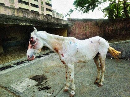 Horse halls in cattle camps; Hemorrhoids from the eye, wounds on the body | गुरांच्या कोंडवाड्यात घोड्यांचे हाल; डोळ्यांतून रक्तस्त्राव, अंगावरही जखमा