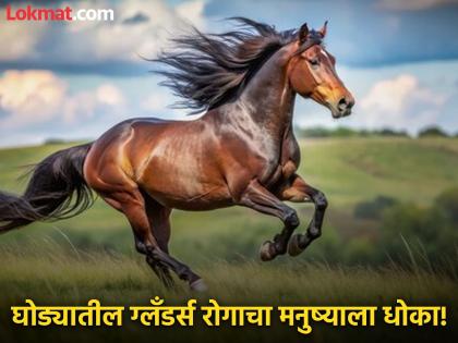 Horse in Latur tests positive for glanders; disease can spread to humans, administration on alert | लातूरमधील घोडा ग्लँडर्स पॉझिटिव्ह; आजार माणसांमध्ये पसरु शकतो, प्रशासन सतर्क Horse in Latur tests positive for glanders; disease can spread to humans, administration on alert | लातूरमधील घोडा ग्लँडर्स पॉझिटिव्ह; आजार माणसांमध्ये पसरु शकतो, प्रशासन सतर्क