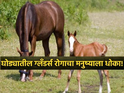 Relief in glanders test found in horses; Two samples negative, one report awaited | अश्वांमध्ये आढळणाऱ्या ग्लँडर्स तपासणीत दिलासा; दोन नमुने निगेटिव्ह, एक अहवाल प्रतीक्षेत Relief in glanders test found in horses; Two samples negative, one report awaited | अश्वांमध्ये आढळणाऱ्या ग्लँडर्स तपासणीत दिलासा; दोन नमुने निगेटिव्ह, एक अहवाल प्रतीक्षेत