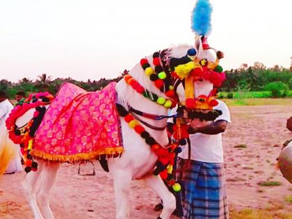 Ghodi pe sawar, chala hai dulha yaar! Horses and mares are ready for the bridegroom; Booking is now full | घोडी पे सवार, चला है दुल्हा यार! लग्नसराईतील वरतीसाठी घोडा-घोडी सज्ज; बुकिंग आताच फुल्ल