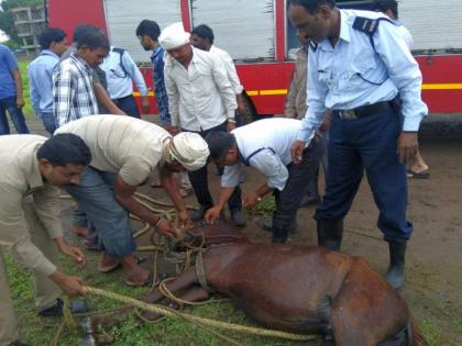 'Horse Rescue' The horse spent the night in the chamber | ‘हॉर्स रेस्क्यू’ फत्ते; घोड्याने रात्र काढली चेंबरमध्ये