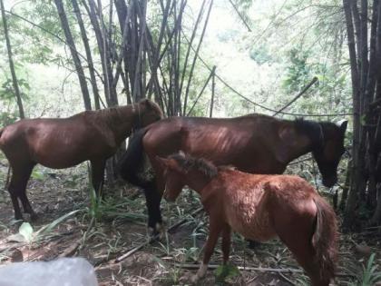 When will you pick up horse excrement? The threat to forest resources increased | घोड्यांची लीद उचलणार तरी कधी? वनसंपदेला धोका वाढला