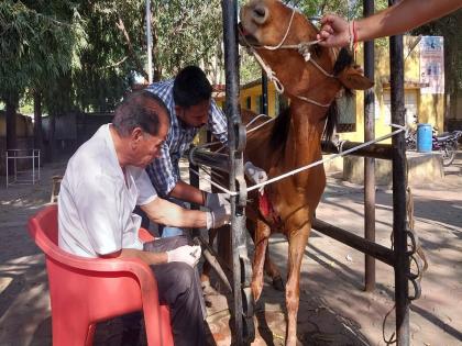 A horse's leg cut by kite thread; doctor Treated the wound with 35 stitches | पतंगाच्या मांजाने कापला घोड्याचा पाय; जखमेवर 35 टाके घालून उपचार