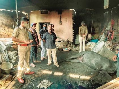 Annoying! Horse suffers death after being set on fire by unknown | संतापजनक ! माथेफिरूने तबेला पेटविल्याने घोड्याचा तडफडून मृत्यू Annoying! Horse suffers death after being set on fire by unknown | संतापजनक ! माथेफिरूने तबेला पेटविल्याने घोड्याचा तडफडून मृत्यू