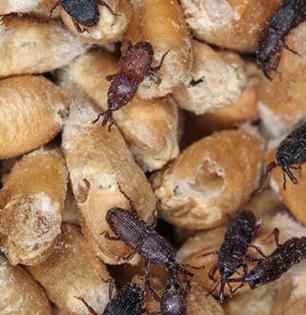 गव्हामध्ये सोनकिडे-अळ्या दिसू लागल्या? २ उपाय लगेचच करा, गव्हात किडे होणार नाहीत