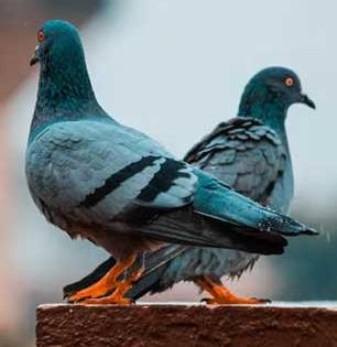 कबुतरांना अजिबात आवडत नाहीत स्वयंपाकघरातील ४ पदार्थ! पाहताक्षणी कबुतरं पळतात-परत फिरकत नाहीत...