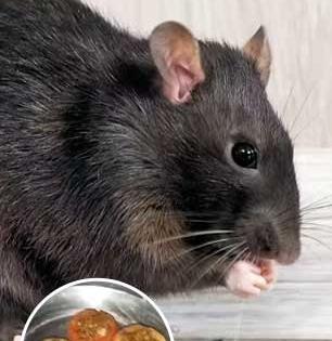 अर्धा टोमटो - आल्याचा तुकडा, उंदरांना पळवण्याचा घरगुती उपाय - होईल कायमचा बंदोबस्त...