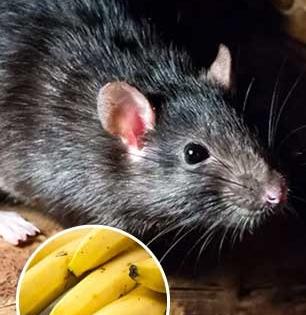 उंदीर वारंवार घरात घुसून धुडगूस घालतात? १ केळं आणि १० रुपयांची पांढरी पावडर करेल कमाल - करा कायमचा बंदोबस्त...