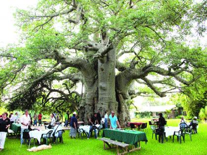 The tree is standing for 6000 thousand years | 6000 हजार वर्षांपासून उभा आहे हा वृक्ष