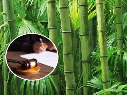 When will it pay Rs 1.5 crore to the Bamboo Research Centre; the High Court asked the state government to answer | बांबू संशोधन केंद्राला दीड कोटी रुपये कधी देता, हायकोर्टाने राज्य सरकारला मागितले उत्तर