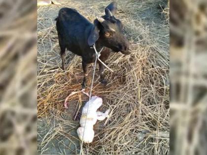 goat gives birth to human like baby | बकरीने दिला माणसासारख्या दिसणाऱ्या पिल्लाला जन्म, पिल्लाची सर्वत्र एकच चर्चा