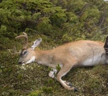 Deer hunting in Nagpur's Gorewada forest | नागपूरच्या गोरेवाडा जंगलात हरणाची शिकार