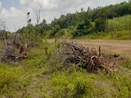 Slaughter of Gairana trees at Rendal in Kolhapur for solar agriculture channel project | सौर कृषी वाहिनी प्रकल्पासाठी कोल्हापुरातील रेंदाळ येथे गायरानातील झाडांची कत्तल