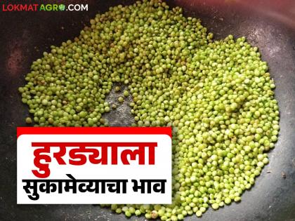 Hurda Bajar Bhav : हुरड्याला आला सुकामेव्याचा भाव; वाचा किलोला कसा मिळतोय दर?