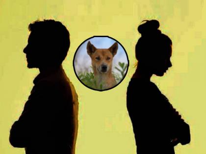 husband living separately from wife will have to pay alimony for dogs as well why the court gave order and reason | वेगळं राहणाऱ्या पतीने पत्नीसोबतच्या कुत्र्यांनाही भत्ता द्यावा; कोर्टाचे आदेश, कारण...