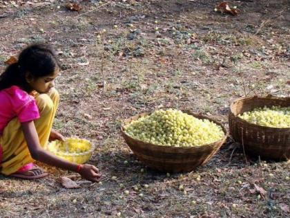 Turnover of crores from Mahua flowers; However, there is no processing industry in Bhandara district | मोहफुलातून कोट्यवधींची उलाढाल; मात्र भंडारा जिल्ह्यात एकही प्रक्रिया उद्योग नाही