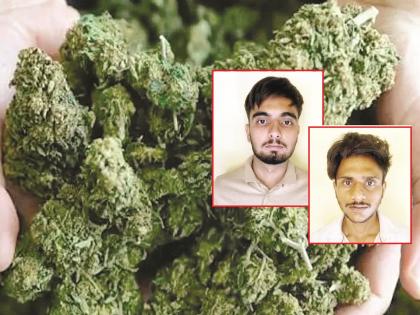 औरंगाबाद के उच्च वर्ग के युवाओं में 'हाइड्रो गांजा' का क्रेज; दस हजार रुपये प्रति ग्राम बिका