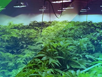A new industry of 'growing' marijuana at home; four years ago, the police had no idea... | गांजा घरातच ‘पिकविण्या’चा नवा उद्योग; चार वर्षांपूर्वी पोलिसांना कल्पनाही नव्हती...