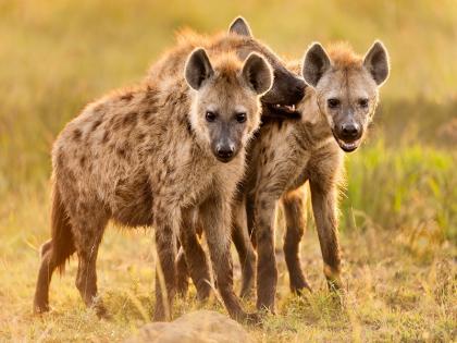 11 lions, 2 tigers and 2 hyenas infected with corona at american zoo; The world's first case of hyenas | प्राणी संग्रहालयात 11 सिंह, 2 वाघ आणि 2 हायनांना कोरोनाची लागण; हायनाचे जगातील पहिलेच प्रकरण