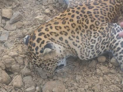 The body of a leopard was found in front of the toll plaza in ghod bandar mumbai | टोल नाक्यापुढे बिबट्याचा मृतदेह आढळला, वनविभागाने घेतली धाव