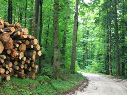 international day of forests : Deforestation has given some diseases an ideal habitat | जागतिक वन दिन विशेष : जंगलतोडीमुळे काही रोगांना मिळाले आदर्श निवासस्थान