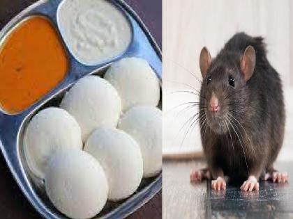 Rat feces found in idli in Sangli Complaint to the Food and Drug Administration Department | इडलीमध्ये आढळली चक्क उंदराची विष्ठा, सांगलीतील घटना Rat feces found in idli in Sangli Complaint to the Food and Drug Administration Department | इडलीमध्ये आढळली चक्क उंदराची विष्ठा, सांगलीतील घटना