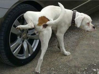 Interesting Facts : Know why do dogs urinate on tires and poles | श्वानांच्या या सवयीबाबत लोकांना नाही काहीच आयडिया, तुम्हीही वाचून व्हाल अवाक्...