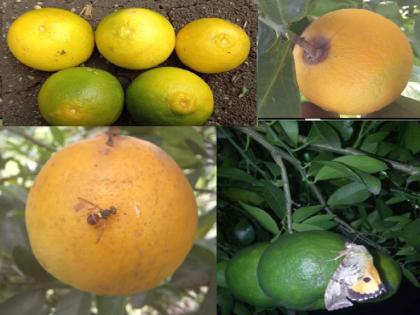 Fruit drop of Ambia blossom of oranges, loss of crores of oranges in 49 thousand hectares | ‘आंबिया’ला गळती, स्वप्न भंगले; पंचनाम्यानंतर भरपाई मिळेल का?