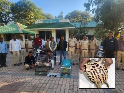 illegal sale of rare species of turtles; Eight turtles seized from Morshi, 11 from Madhya Pradesh | दुर्मीळ प्रजातीच्या कासवांची विक्री; मोर्शीत आठ, मध्य प्रदेशातून ११ कासव जप्त