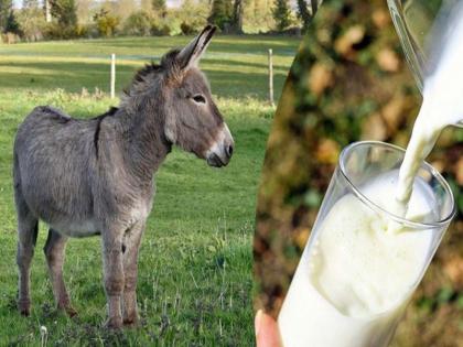 100 rupees are being calculated for a cup of milk from a donkey; Milk is claimed to be beneficial for health | गाढवीच्या कपभर दुधासाठी मोजत आहेत १०० रुपये; दूध आरोग्यासाठी गुणकारी असल्याचा दावा