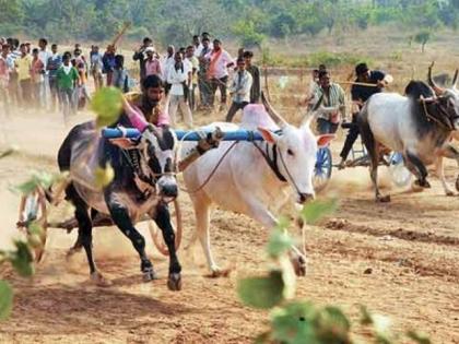 Millions bet on bullock cart race in badlapur | बैलगाडा शर्यतीत लागला लाखोंचा सट्टा; सर्वोच्च न्यायालयाचे आदेश बसवले धाब्यावर