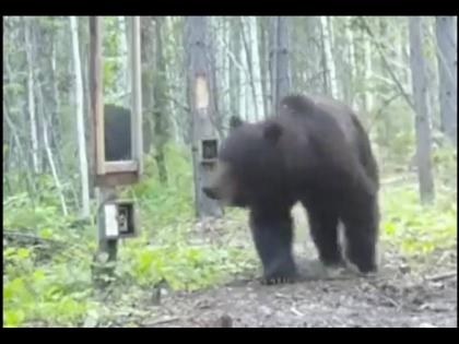 Bear saw himself in the mirror see what happen next | VIDEO : जंगलात फिरत असलेल्या अस्वलाने स्वत:ला आरशात पाहिलं आणि मग....