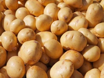 Harvard scientists claim eating more potatoes increases the risk of diabetes, obesity and heart diseases | हॉर्वर्डच्या वैज्ञानिकांचा दावा, बटाटे अधिक खाल्ल्याने डायबिटीस, लठ्ठपणा आणि हृदयरोगाचा धोका