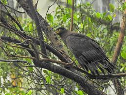 Heatstroke injures 22 rare birds in Thane; Treatment continues | ठाण्यात हिटस्ट्रोकमुळे २२ दुर्मीळ पक्षी जखमी; उपचार सुरू