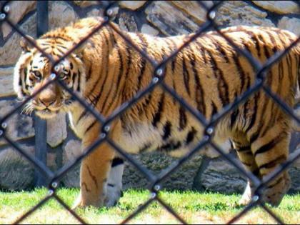 ‘Shakti’ tiger free water ride in the queen’s garden; Animals and birds are disturbed due to rising temperature in the city | ‘शक्ती’ वाघाचा राणीच्या बागेत मुक्त जलविहार; शहराचे तापमान वाढल्याने प्राणी, पक्षी हैराण