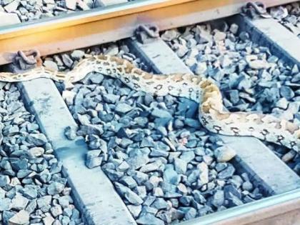 Python Came On Rail Track In Chitrakoot Uttar Pradesh, Train Stopped For 10 Minutes | जेव्हा २० फूटाचा अजगर हावडा-मुंबई एक्सप्रेसच्यासमोर रेल्वे रुळावर येतो तेव्हा...