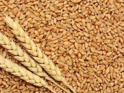  Lots of wheat stocks, but worry about sorghum | गव्हाचा भरपूर साठा, मात्र ज्वारीची चिंता